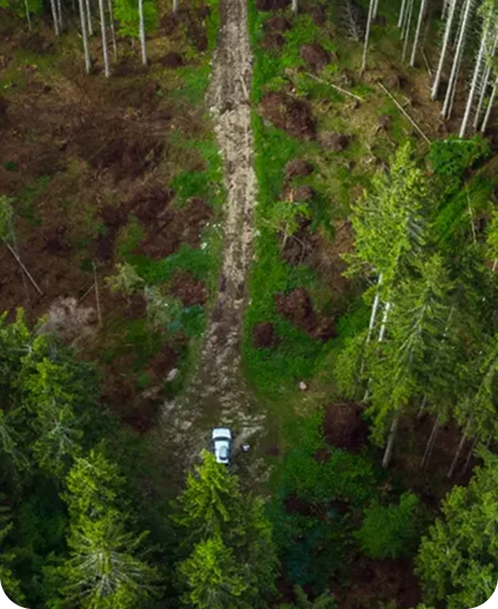 Abattage d’arbres réalisé par une entreprise de travaux forestiers mobile